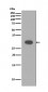 Caspase-3 Antibody