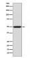 Phospho-PKA R2 (S99) Antibody