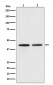 CCR9 Antibody