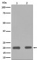 Bax Antibody