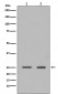 HMGB1 Antibody