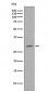 CDK1 Antibody