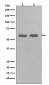 Chk1 Antibody