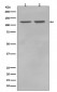 RNF20 Antibody