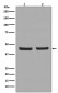 PHD1/prolyl hydroxylase Antibody