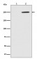 Phospho-GCN2 (T899) Antibody