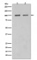 SATB1 Antibody