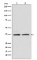 Rad51 Antibody