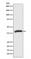 ERK1 Antibody