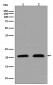 p21 Antibody