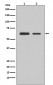 Smad2 Antibody