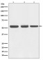 Beclin 1 Antibody