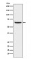 Phospho-NF-κB p65 (S529) Antibody