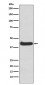 ERK1 Antibody