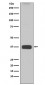 ARG1 Antibody