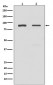 TLR2 Antibody