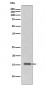 Phospho-Histone H3 (T3) Antibody