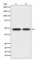 ENO1 Antibody