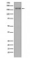 MSH6 Antibody