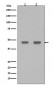 PDX1 Antibody