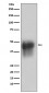 CD46 Antibody