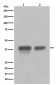 CDX2 Antibody