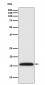 Histone H3 (di methyl K4) Antibody