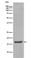 Alpha Synuclein Antibody