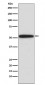 p53 Antibody