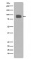 CD44 Antibody