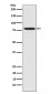 NAK/TBK1 (N-term) Antibody