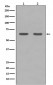 HDAC1 Antibody