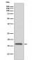 COX IV Antibody