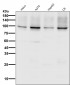 Sodium Potassium ATPase  Antibody