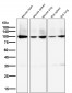 Sodium Potassium ATPase  Antibody