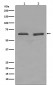 YY1 Antibody