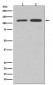 Vinculin Antibody