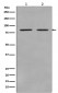 STAT3 Antibody