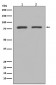 GRP78 BiP Antibody