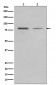 GRP78 BiP Antibody