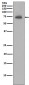 IAP2 Antibody 