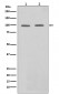 STAT6 Antibody