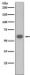 TRAF6 Antibody