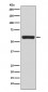 TRAF6 Antibody