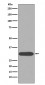 CDK1 Antibody