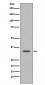 CDK1 Antibody