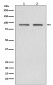 Hsp90 beta Antibody