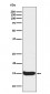 Histone H3 (acetyl K56) Antibody