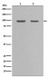 Hsp90 alpha Antibody