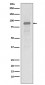 Hsp90 alpha Antibody